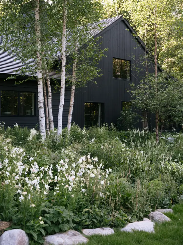 Black vertical shiplap house exterior behind white birch trees and a white perennial garden