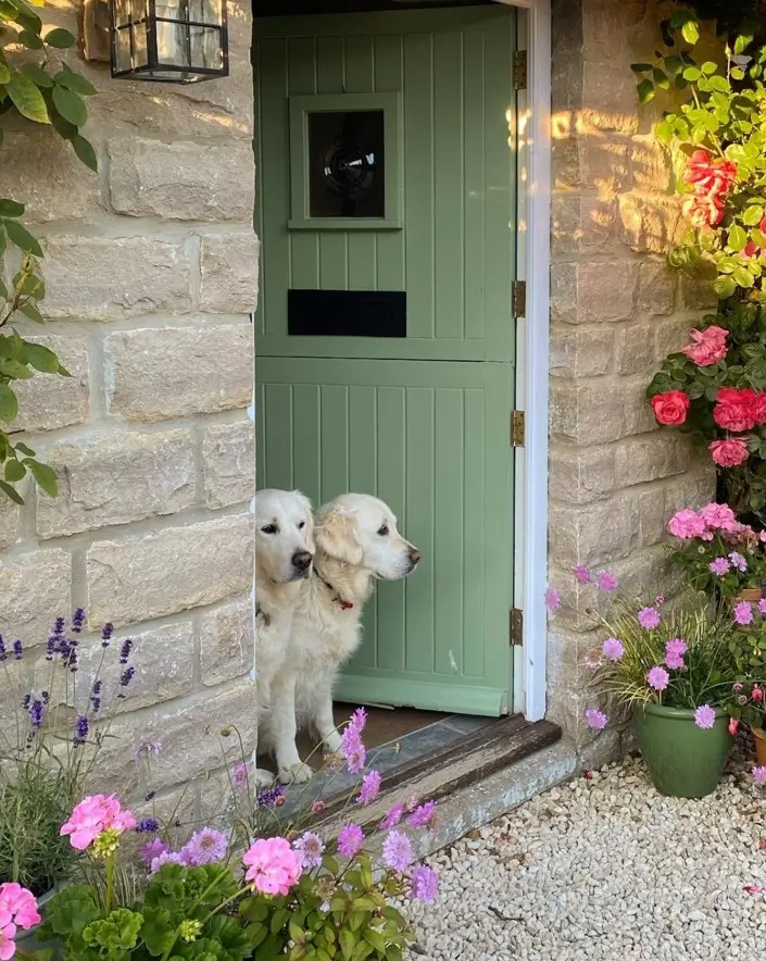 Sage green cottage stable door in stone wall, surrounded by roses and lavender, with two golden retrievers in the doorway.